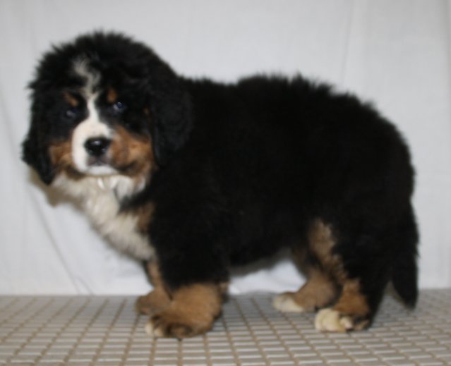 Chien Elevage De Bouvier Bernois