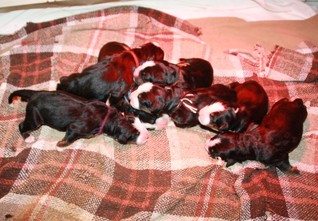Chien Elevage De Bouvier Bernois