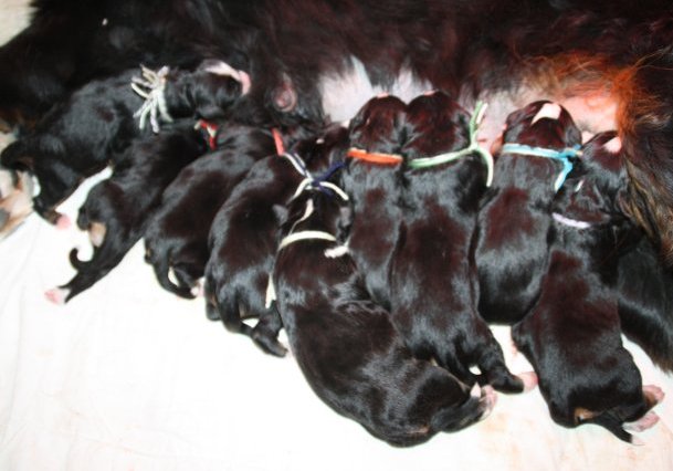 Chien Elevage De Bouvier Bernois